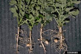 Attēlu rezultāti vaicājumam “Solanum tuberosum”