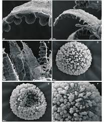 Attēlu rezultāti vaicājumam “Philonotis sporophyte”