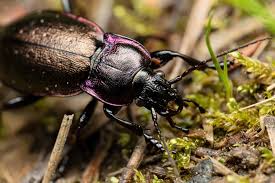Attēlu rezultāti vaicājumam “Carabus nemoralis”