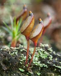 Attēlu rezultāti vaicājumam “Buxbaumia aphylla sporophyte”