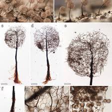 Attēlu rezultāti vaicājumam “Comatricha laxa macro”