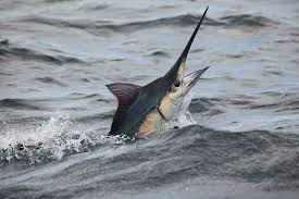 Image result for Istiompax indica