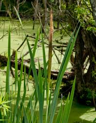 Attēlu rezultāti vaicājumam “Typha latifolia”