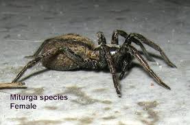 Attēlu rezultāti vaicājumam “Miturgidae”