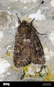 Attēlu rezultāti vaicājumam “Apamea remissa”