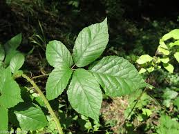 Attēlu rezultāti vaicājumam “Rubus plicatus leaf”