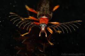 Attēlu rezultāti vaicājumam “Pyrochroidae”