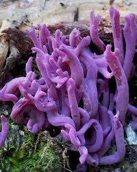 Attēlu rezultāti vaicājumam “Biscogniauxia repanda”