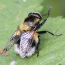 Attēlu rezultāti vaicājumam “Volucella bombylans”