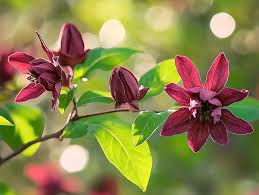 Attēlu rezultāti vaicājumam “Calycanthus floridus”