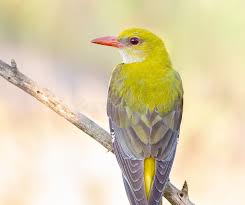 Attēlu rezultāti vaicājumam “Oriolus oriolus”