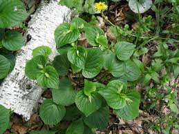 Attēlu rezultāti vaicājumam “Viola mirabilis flower”
