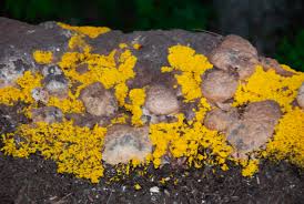 Attēlu rezultāti vaicājumam “Fuligo septica cf. rufa spores”