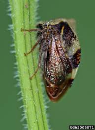Attēlu rezultāti vaicājumam “Membracidae”