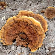 Attēlu rezultāti vaicājumam “Gloeophyllum abietinum”