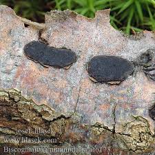 Attēlu rezultāti vaicājumam “Biscogniauxia marginata”