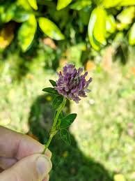 Attēlu rezultāti vaicājumam “Trifolium pratense leaf”