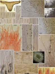 Attēlu rezultāti vaicājumam “Hyphodiscus hymeniophilus”