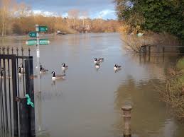 Image result for Byfleet Angling Association