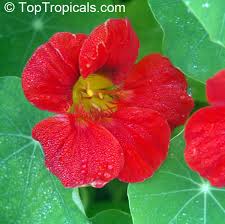 Attēlu rezultāti vaicājumam “Tropaeolum majus bud”