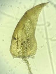 Attēlu rezultāti vaicājumam “Breidleria pratensis”