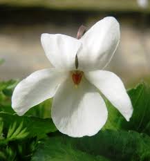 Attēlu rezultāti vaicājumam “Viola tricolor subsp. curtisii bud”