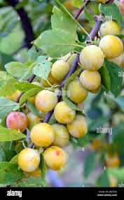 Attēlu rezultāti vaicājumam “Prunus domestica subsp. insitita”