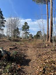 Image result for Lynchmere Cricket Club