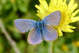 Attēlu rezultāti vaicājumam “Cyaniris semiargus male”