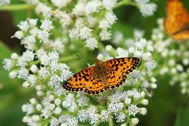 Attēlu rezultāti vaicājumam “Clossiana selene underside”