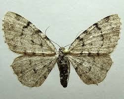 Attēlu rezultāti vaicājumam “Aethalura punctulata”