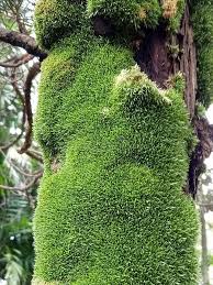 Attēlu rezultāti vaicājumam “Leucobryum glaucum”