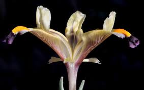 Attēlu rezultāti vaicājumam “Iris rosenbachiana flower”