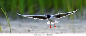 Attēlu rezultāti vaicājumam “Larus minutus”