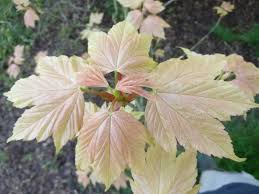 Attēlu rezultāti vaicājumam “Acer pseudoplatanus leaf”
