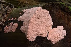 Attēlu rezultāti vaicājumam “Rhodonia placenta”