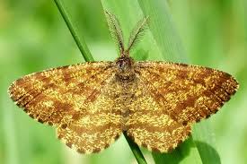 Attēlu rezultāti vaicājumam “Ematurga atomaria”