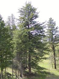 Attēlu rezultāti vaicājumam “Pseudotsuga menziesii var. glauca”