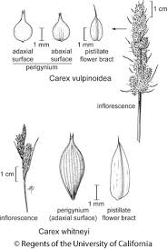 Attēlu rezultāti vaicājumam “Carex viridula flower”