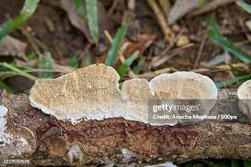 Attēlu rezultāti vaicājumam “Phlebia centrifuga”