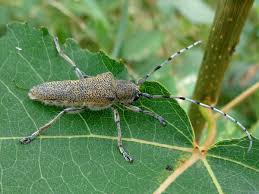 Attēlu rezultāti vaicājumam “Saperda carcharias”