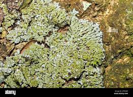 Attēlu rezultāti vaicājumam “Physconia distorta”