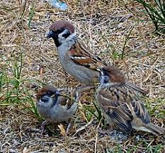 Image result for Passer montanus