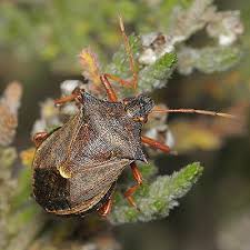 Attēlu rezultāti vaicājumam “Picromerus bidens”