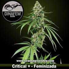 Resultado de imagen para la marihuana channel