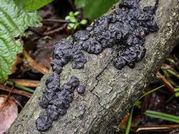 Attēlu rezultāti vaicājumam “Exidia cartilaginea”