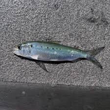 Image result for Alosa sapidissima