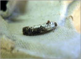 Attēlu rezultāti vaicājumam “Hedya salicella”