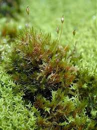 Attēlu rezultāti vaicājumam “Gymnostomum calcareum macro”