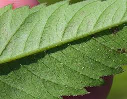 Attēlu rezultāti vaicājumam “Bidens frondosa”